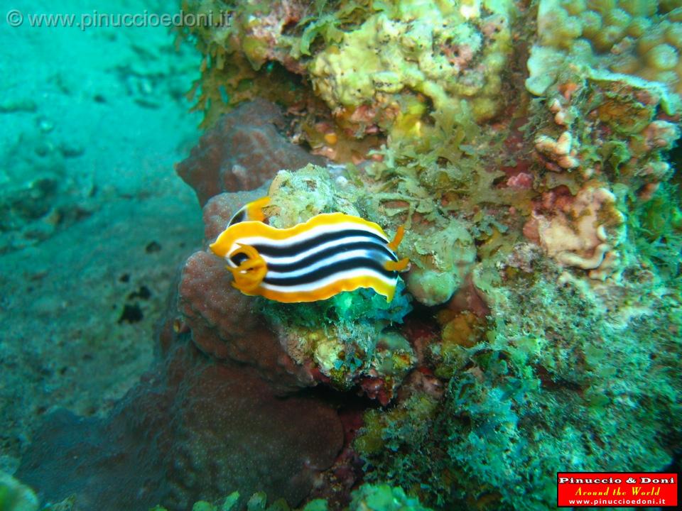 Djibouti - Diving a Djibouti - 38.jpg